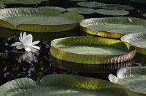 Waterlily, Giant water lily, Victoria cruziana.