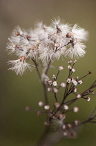 Aster, Flat-topped Aster, Doellingeria umbellata.