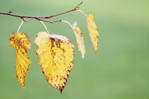 Birch, Silver birch, Betula pendula.