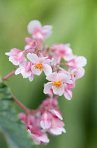 Begonia, Begonia 'Ginny'.