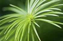 ChinaFir, Cunninghamia Lanceolata.