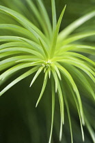 ChinaFir, Cunninghamia Lanceolata.