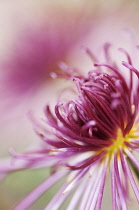 Chrysanthemum, Chrysanthemum 'Valerie'.