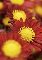 Chrysanthemum, Chrysanthemum 'Bullfinch'.