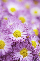 Chrysanthemum.