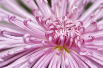 Chrysanthemum, Chrysanthemum 'Valerie'.