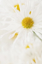 Chrysanthemum, Chrysanthemum 'Vallee Blanche'.