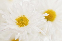 Chrysanthemum, Chrysanthemum 'Vallee Blanche'.