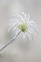 Clematis, Clematis 'Arabella'.