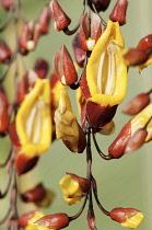 Clockvine, Thunbergia mysorensis.