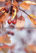 Crab apple, Malus 'R.J, Fulcher',