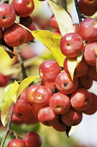 Crabapple, Malus hupehensis.