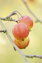 Crabapple, Malus prunifolia var Macrocarpa.