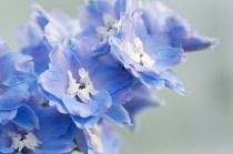 Delphinium, Delphinium elatum 'Morning Lights'.