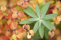 Euphorbia, Spurge, Euphorbia cornigera.