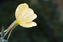 Evening Primrose, Oenothera speciosa.