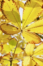 Horse Chestnut, Japanese horse chestnut, Aesculus turbinata.