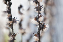 NarrowSpikedLigularia, Ligularia stenocephala.