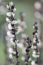 NarrowSpikedLigularia, Ligularia stenocephala.