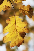 Oak, Red oak, Quercus rubra.