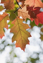 Oak, Red oak, Quercus rubra.