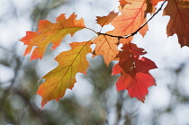 Oak, Red oak, Quercus rubra.