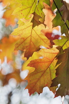 Oak, Red oak, Quercus rubra.