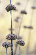 Phlomis, Phlomis russeliana.