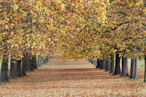 London Plane, Platanus hispanica.