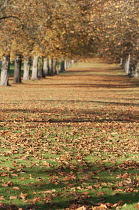 London Plane, Platanus hispanica.