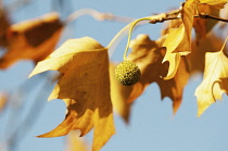 London Plane, Platanus hispanica.