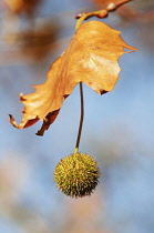 London Plane, Platanus hispanica.