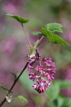 Flowering Currant, Ribes sanguineum.