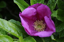 Rose, Rosa rugosa.