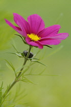 Cosmos, Cosmos bipinnatus 'Sonata Carmine'.