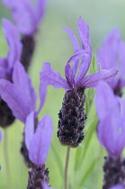 Lavender, French lavender, Lavandula stoechas.