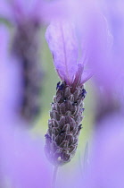 Lavender, French lavender, Lavandula stoechas.