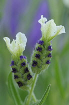 Lavender, French lavender, Lavandula stoechas.