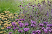 Bergamot, Monarda, Monarda didyma.