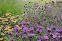 Bergamot, Monarda, Monarda didyma.