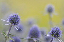 Sea Holly, Eryngium tripartitum.