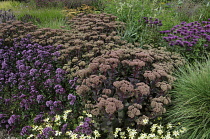 Stonecrop, Sedum 'Matrona'.