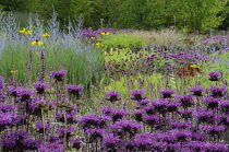 Bergamot, Monarda, Monarda didyma.