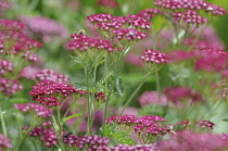 Yarrow, Achillea.