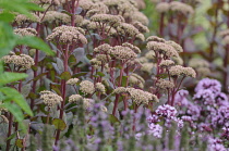 Stonecrop, Sedum 'Matrona'.