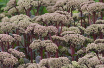 Stonecrop, Sedum 'Matrona'.