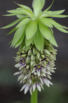 Pineapple Flower, Eucomis comosa bicolour.