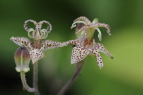 Toadlily, Tricyrtis.