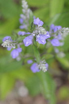 Downy Skullcap, Scutellaria incana.