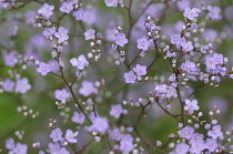 Gypsophila.